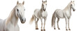 White horse collection (portrait, standing), animal bundle isolated on a transparent background