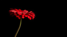 Minimalist Photo Of A Beautiful Red Gerbera Flower With A Drop Of Water On One Petal In Front Of A Black Background