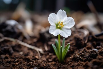 Poster - closeup of a small white blooming flower growing in the soil and looking up