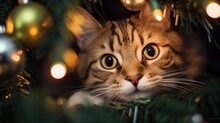 A Close Up Of A Cat In A Christmas Tree