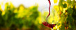 Leinwandbild Motiv Wine glass with pouring red wine and vineyard landscape in sunny day. Winemaking concept, copy space