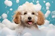 Adorable poodle bathing with fluffy foam and bubbles. Generative AI