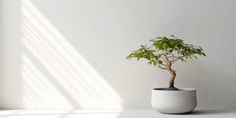 Minimal style light backdrop with blurred foliage shadow on white wall. Potted Olive bonsai tree, Beautiful blank background for presentation.
