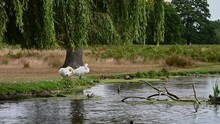 Two Swans Relaxing And Preening Next To The Water