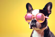 Creative animal concept. Boston Terrier dog puppy in sunglass shade glasses isolated on solid pastel background, commercial, editorial advertisement, surreal surrealism