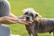 Pet care worker taking care of her cute dog brushing teeth with blue brush. Asian woman pet owner brushing an old dog teeth in park. Dog groomer brushing his teeth on the grass.