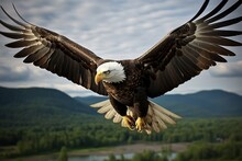 The Bald Eagle Is A Free Bird Flying Above The Ground. Wildlife Is A Bird Of Prey.