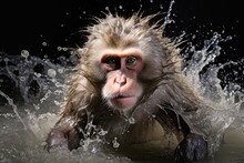 Japanese Macaque Snow Monkey Taking A Bath In A Hot Well - Isolated On Black Background - Playful Splash Of A Monkey In Water - Generative Ai