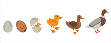 Life Cycle Of Duck Vector. Developmental Process Of Duck Vector Illustration