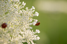 Ladybug On Queen Anne's Lace