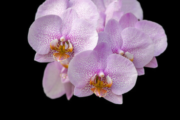 two pink orchid flowers against a black background