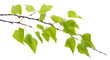 © Аrtranq - birch tree branch with green leaves, png file of isolated cutout object on transparent background.