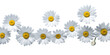 © Аrtranq - row of white chamomile daisy flowers , png file of isolated cutout object on transparent background.
