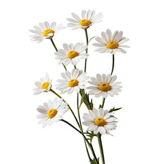 Wall Mural - bouquet of chamomile daisy flowers , png file of isolated cutout object on transparent background.