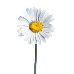 Wall Mural - one white chamomile daisy flower , png file of isolated cutout object on transparent background.