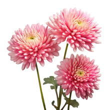 Bouquet Of Tree Pink Chrysanthemum Flowers , Png File Of Isolated Cutout Object On Transparent Background.
