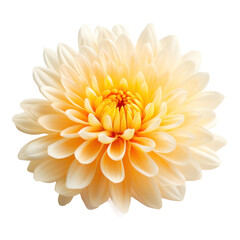 Wall Mural - one orange chrysanthemum flowers , png file of isolated cutout object on transparent background.