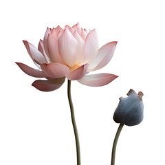 Wall Mural - one pink lotus flower, png file of isolated cutout object on transparent background.