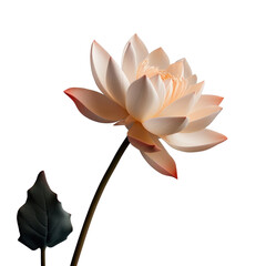 Wall Mural - one pink lotus flower, png file of isolated cutout object on transparent background.