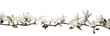 branch of magnolia flowers , png file of isolated cutout object on transparent background.