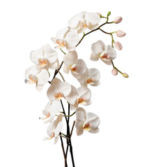 Wall Mural - branch of white orchid flowers , png file of isolated cutout object on transparent background.