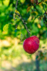 Poster - Reife Äpfel am Apfelbaum