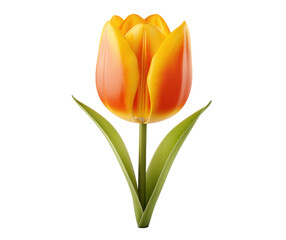 Wall Mural - one yellow tulip flower, png file of isolated cutout object on transparent background.