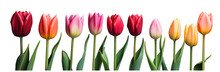 Row Of Colorful Tulip Flowers, Png File Of Isolated Cutout Object On Transparent Background.