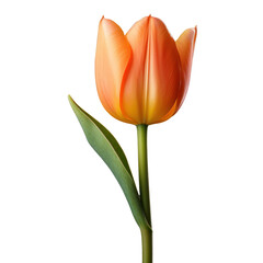 Wall Mural - one orange tulip flower, png file of isolated cutout object on transparent background.