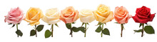 Row Of Multi-colored Rose Flowers , Png File Of Isolated Cutout Object On Transparent Background.