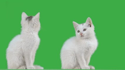 Sticker - two kittens on a green screen