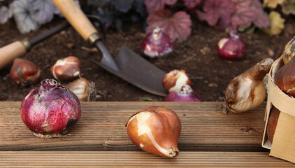 Poster - Plantation de bulbes de tulipes et de jacinthes en automne