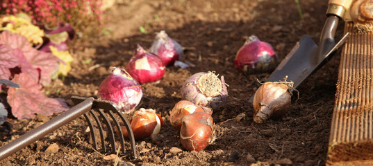 Poster - Plantation de bulbes de tulipes et de jacinthes en automne