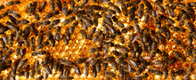 Bees Walking On Honeycomb And Carrying Honey. Macro Shot Of Domesticated Insect, Beekeeper And Farmers Life.