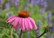 Closeup of a perfect Purple Coneflower in spring sunlight with green and purple background