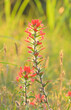 Bright red Indian Paintbrush flowers backlit by spring evening sun, contrasting with grassy green background