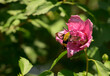 Snowberry clearwing moth feeding on a deep pink Hibiscus flower