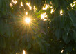 Sun burst through persimmon tree leaves in the evening