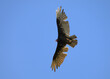Turkey vulture soaring against clear blue sky, looking for food