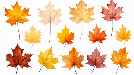 collection of colorful autumn maple leafs on white background, drawing, for design. set of maple lea