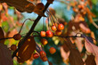 Close-up of ripe crab apples, sunlit on a tree branch