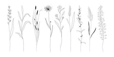 Wall Mural - Botanical linear herb set. Abstract floral collection, minimalist meadow grass reed silhouettes for print, tattoo. Vector art