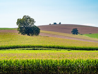 Wall Mural - Bäume in Agrarlandschaft