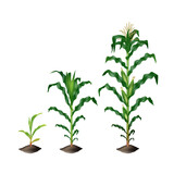 Fototapeta  - Corn (maize) plant growing stages vector realistic illustration isolated on white background.