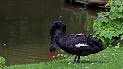 Canvas Print - The Black Swan, Cygnus atratus is a large waterbird, a species of swan which breeds mainly in the southeast and southwest regions of Australia.