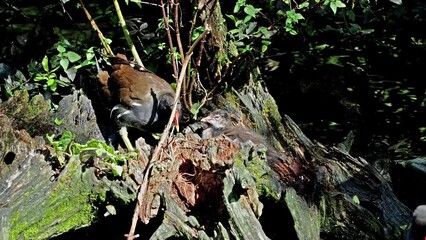 Canvas Print - Juvenile baby common moorhen Gallinula chloropus also known as the waterhen, the swamp chicken, and as the common gallinule swimming at a blue lake water