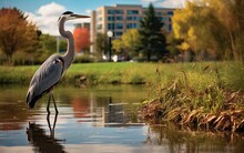 A Great Blue Heron Near A City Pond, Highlighting The Return Of Water Birds To Urban Wetlands And The Significance Of Preserving Urban Natural Habitats