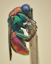 Profile View Of A Colourful Cuckoo Wasp, Ruby-tailed Wasp Or Gold Wasp (Hedychrum Sp.)