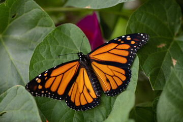 Wall Mural - monarch butterfly on green leaf