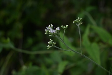 Poster - Eupatorium makino ( Boneset ) flowers. Asteraceae perennial plants native to Japan. Blooms white cylindrical florets on flower heads from August to October. The Japanese name is 'Hiyodori-bana'.